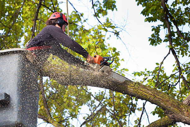 Best Emergency Tree Removal  in Maili, HI